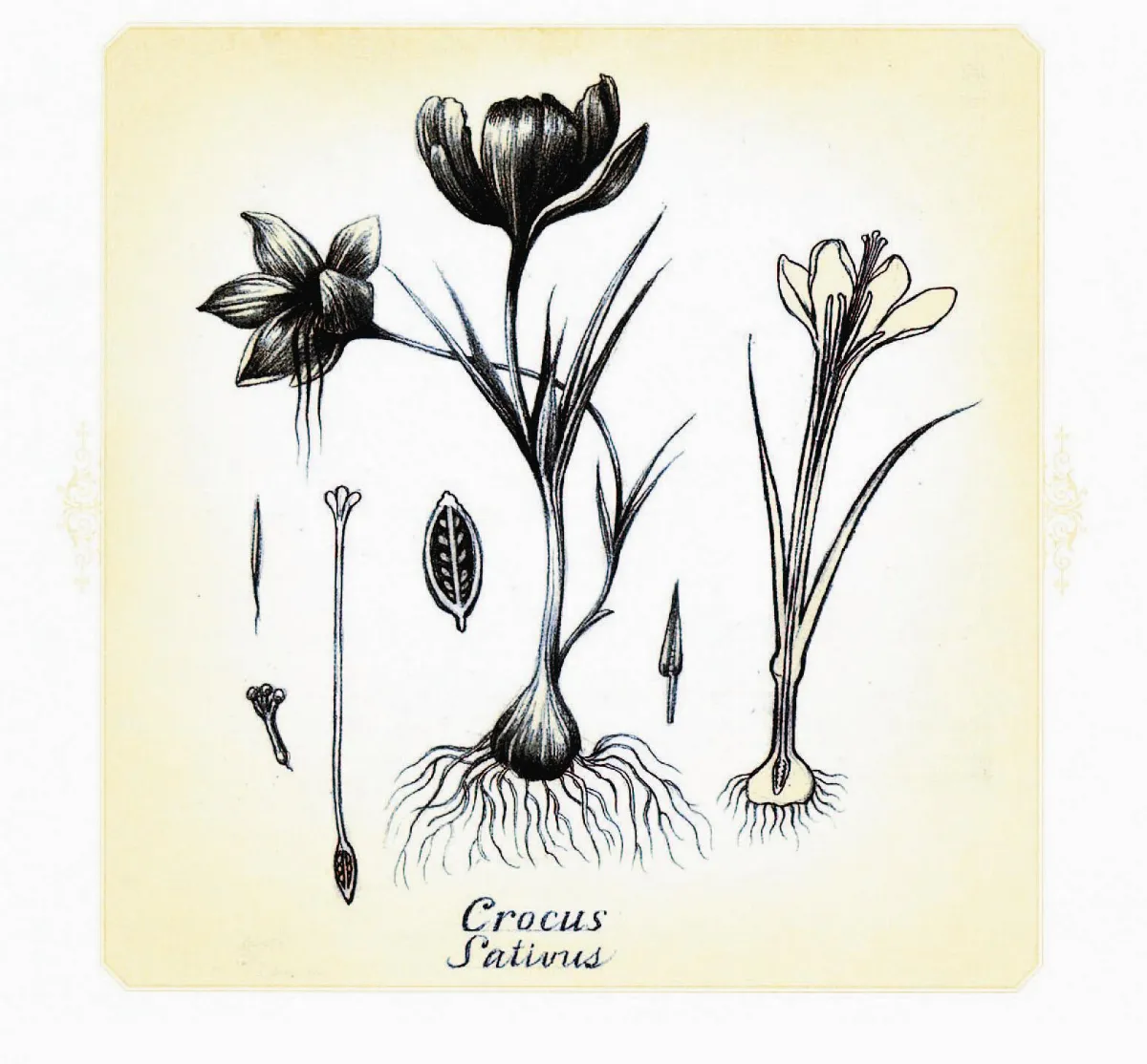 【古典時尚趣味考】世上最昂貴香料——番紅花  SAFFRON