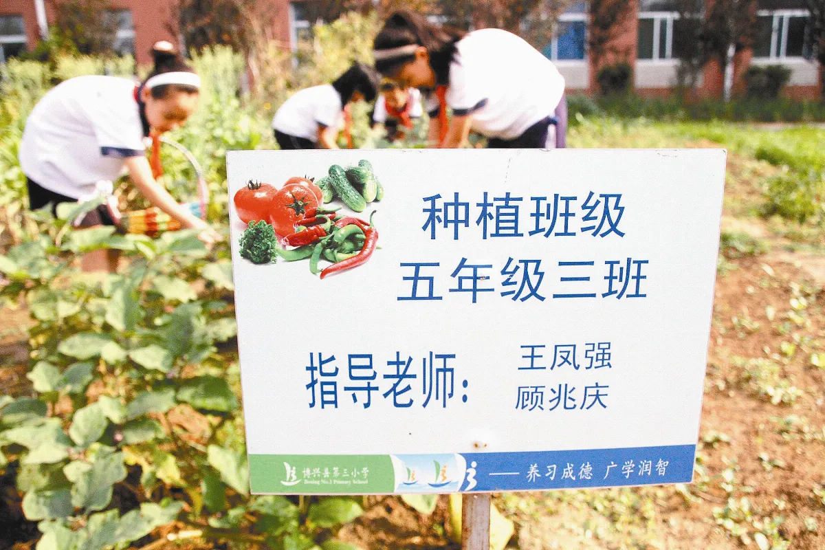愛心菜園   暑假活作業