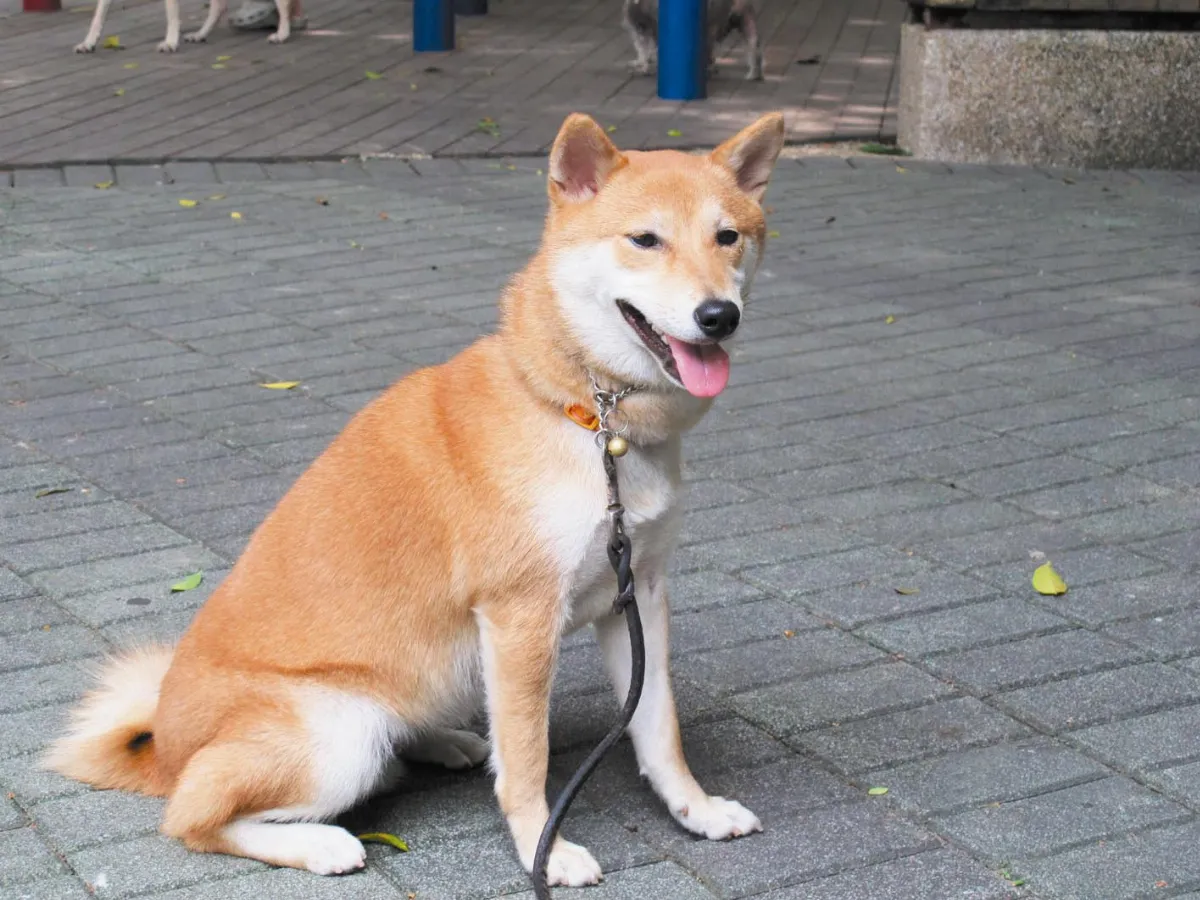資優生