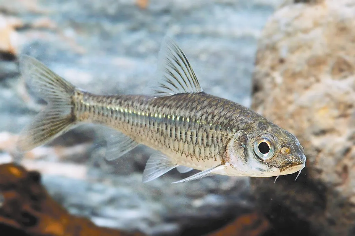 逗陣拯救原生淡水魚