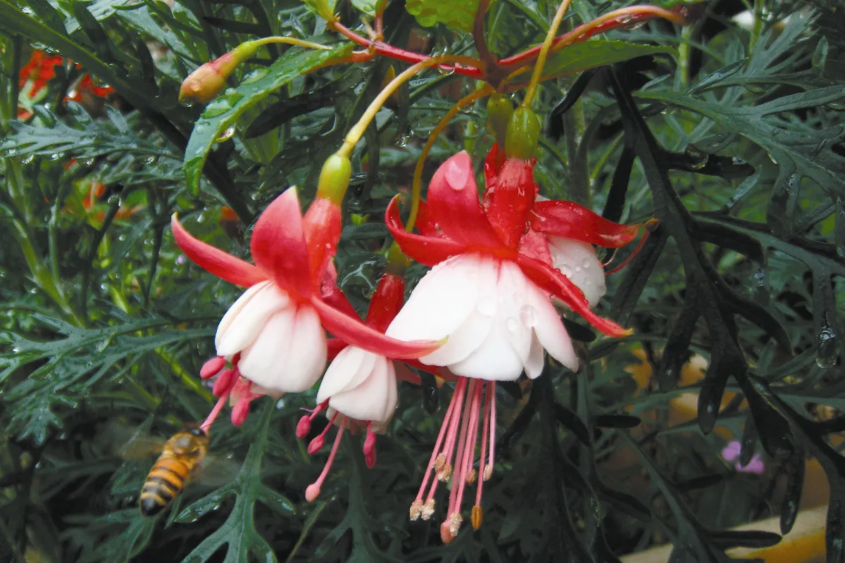 花花世界 花中舞者 吊鐘花