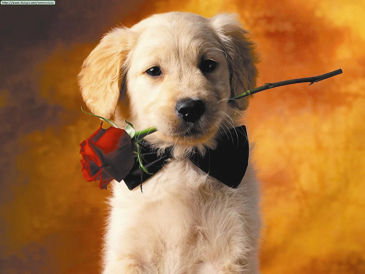 你們之間是不是Puppy love?