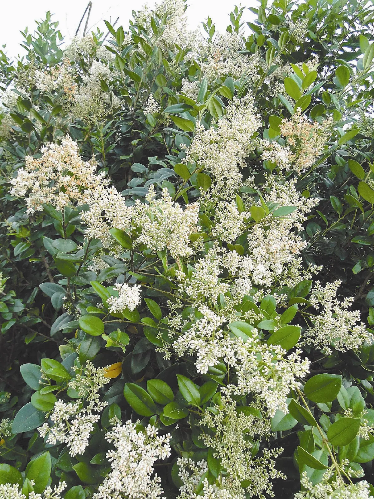 【人間植物禪】認真修吧！