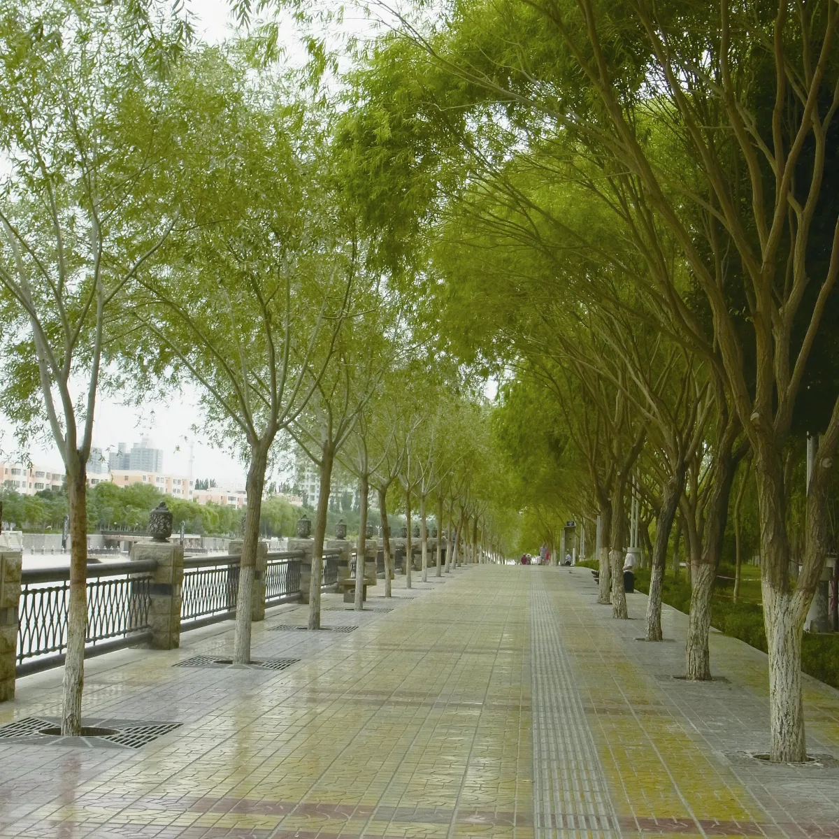 在左岸右岸尋覓自己記孔雀河