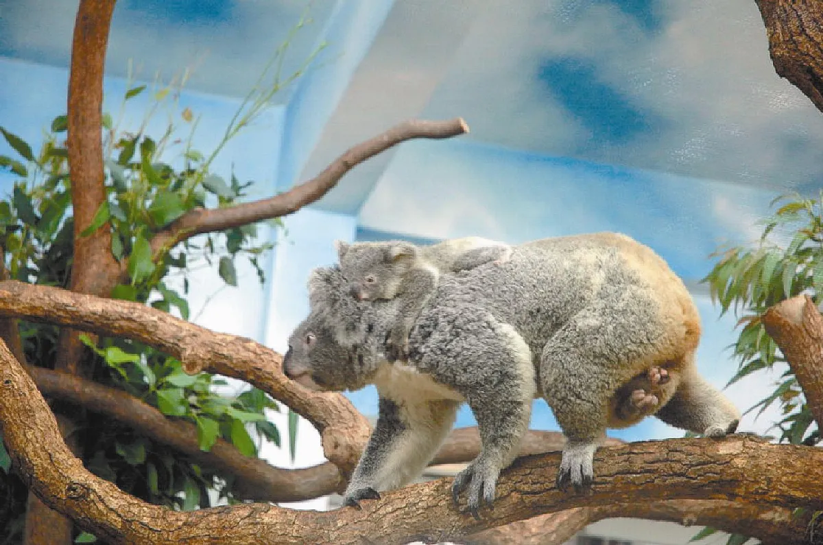 無尾熊小寶貝 賴上阿姨的背