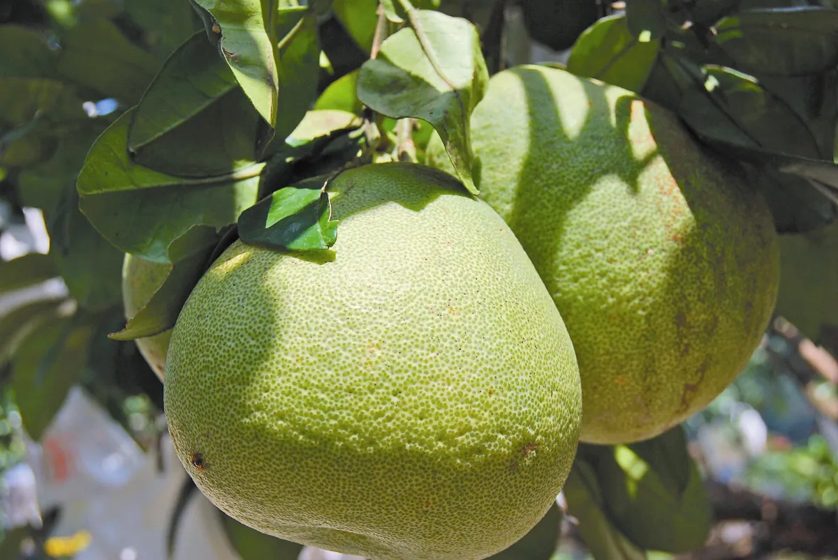 特產海味文旦 Hold住一席之地