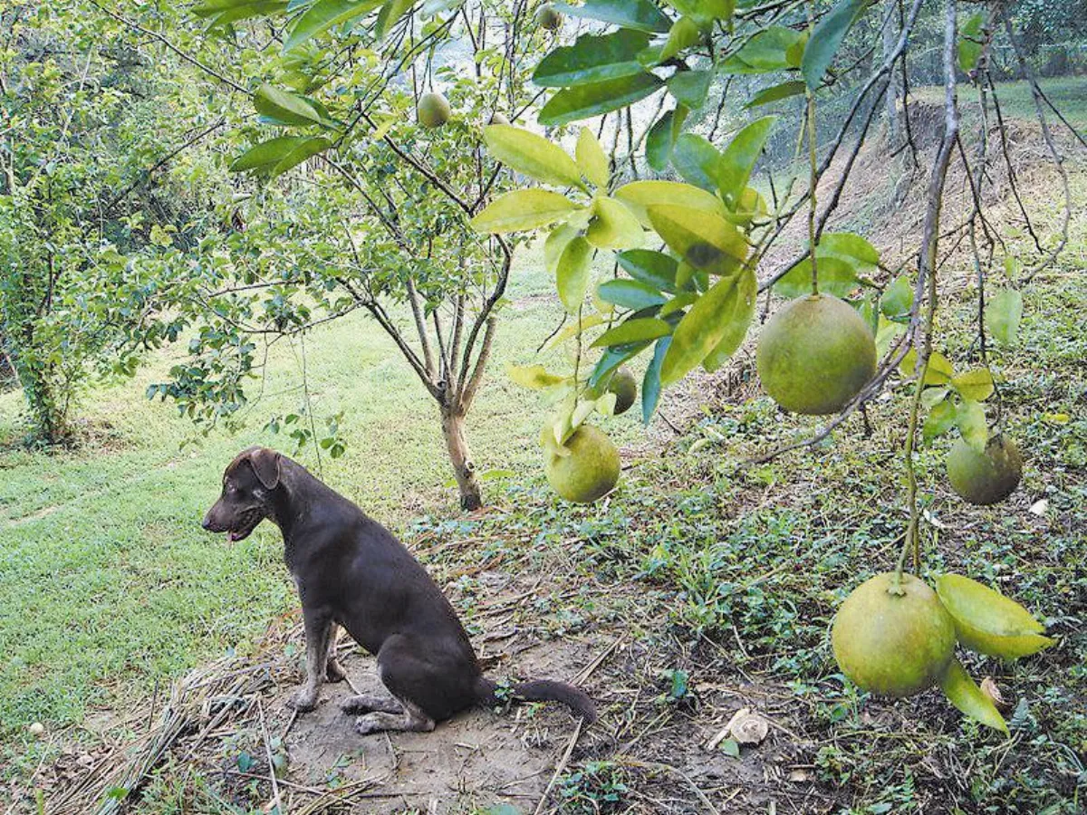溫子文 水研究員用心守護流浪犬
