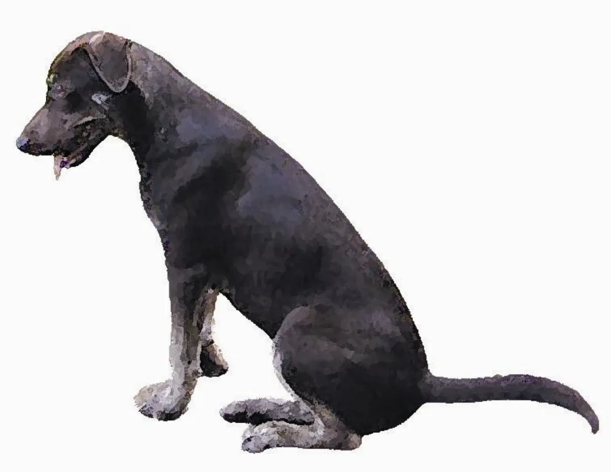 溫子文 水研究員用心守護流浪犬