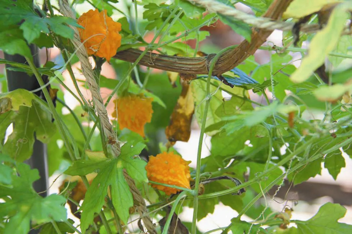 【生活快門】 黃金迷你苦瓜