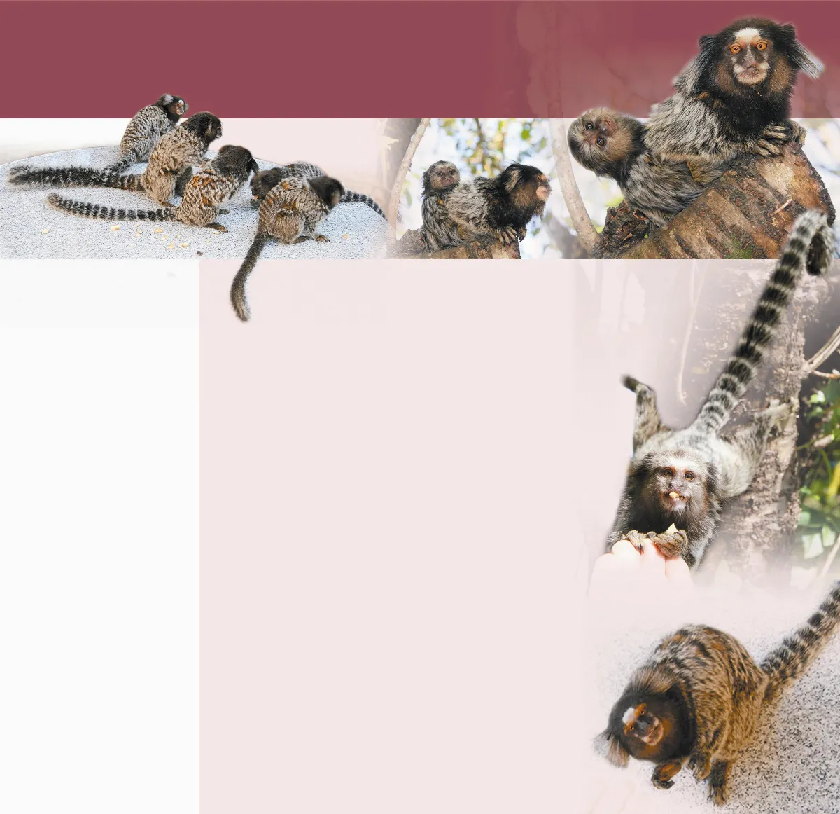 巧遇狨猴，在巴西
