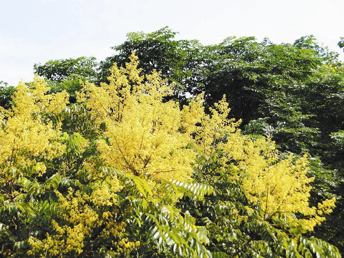 【人間植物禪】如果人間沒有日曆