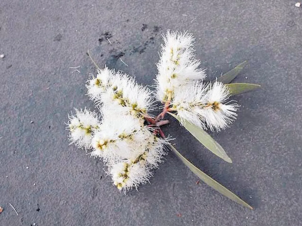 【尋香記】　香氣的迷思