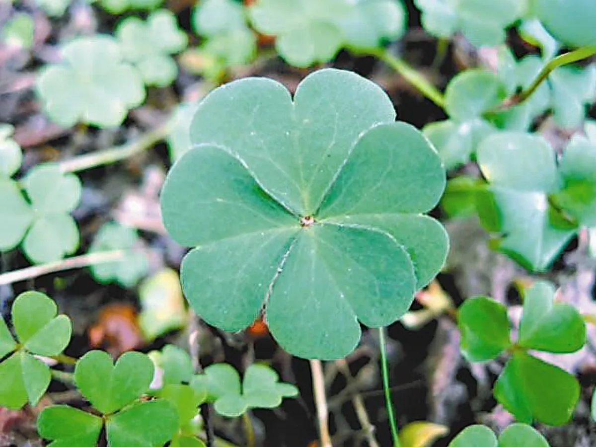 【生活快門】    超級幸運草