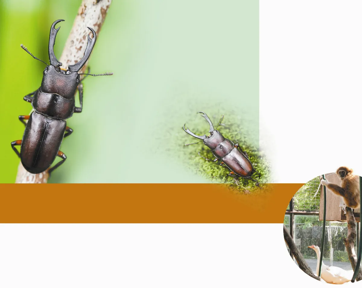 親子生態觀察趣  等待鍬形蟲