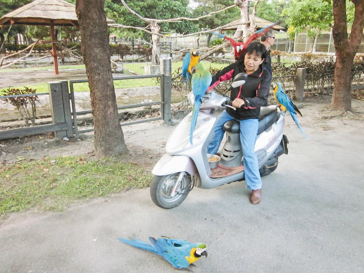 農場鸚鵡 搭機車上下班