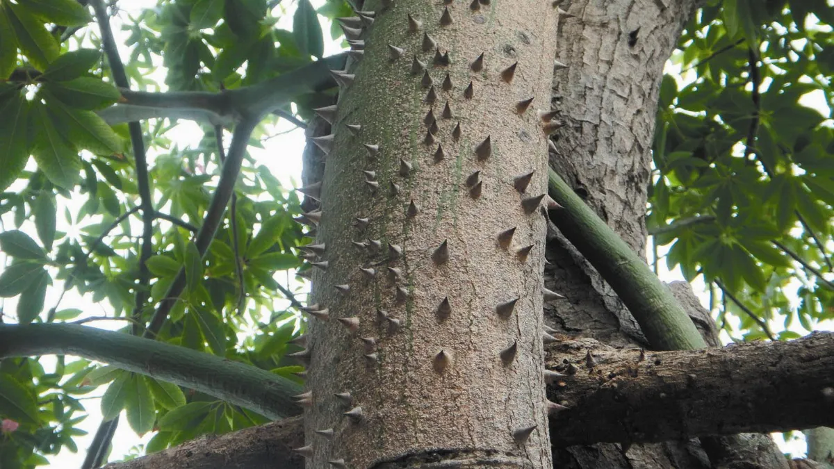植物教室庭園佳麗美人樹