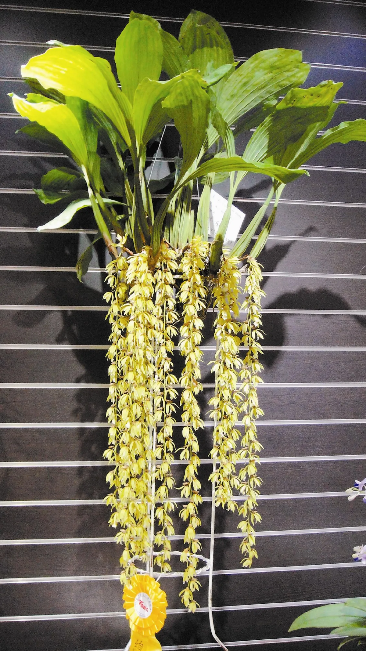貝母蘭花朵  垂掛似瀑布