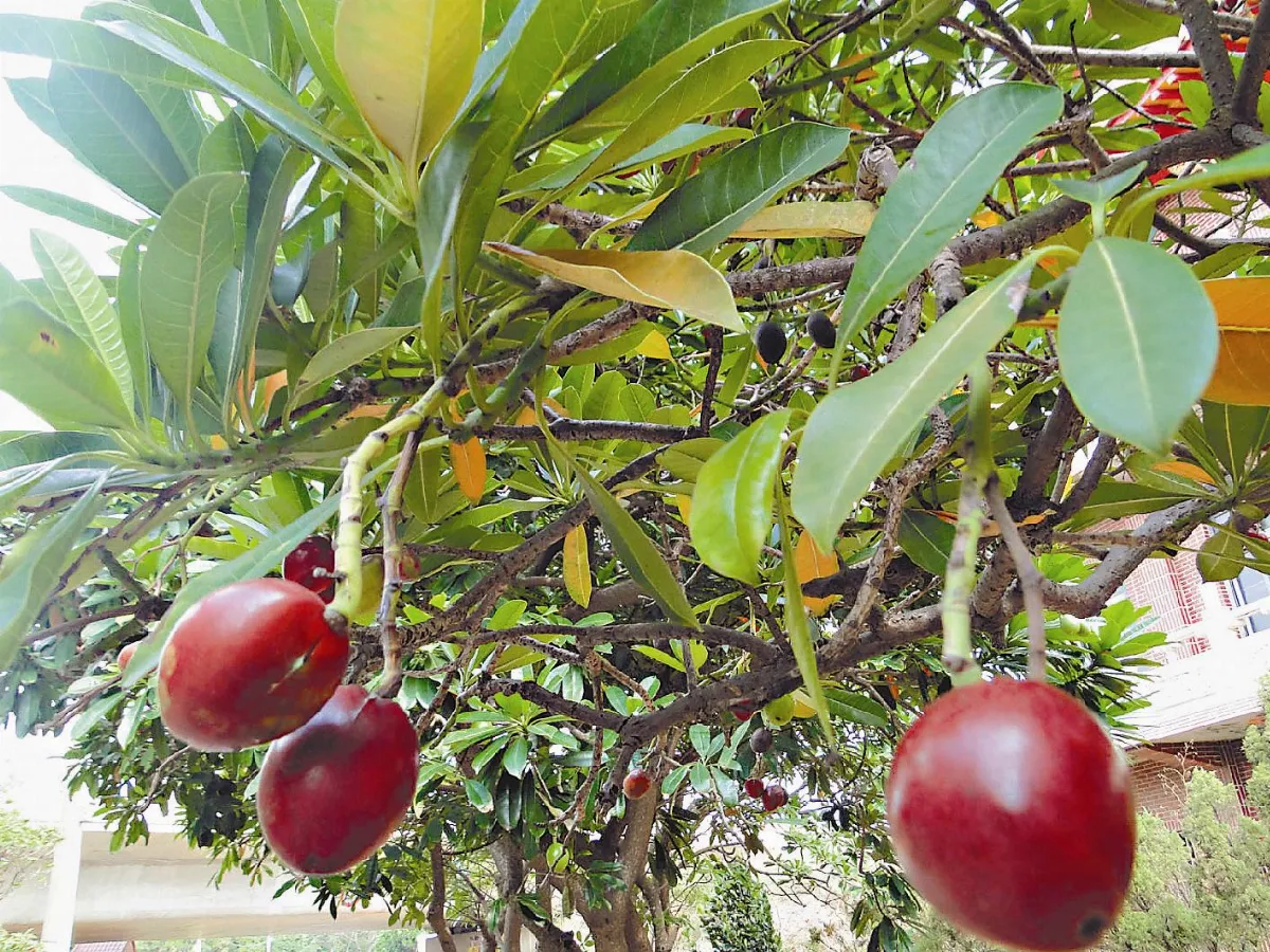 【人間植物禪】海檬果的玄機