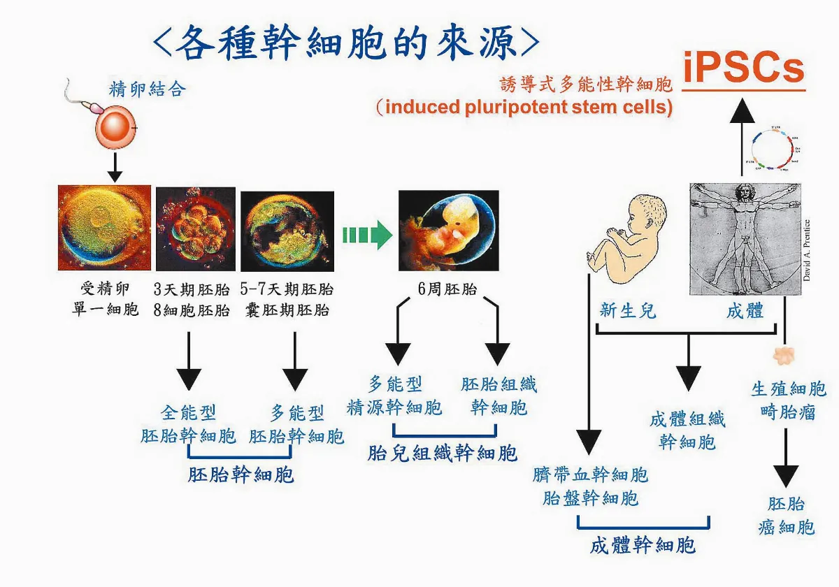 為再生醫學帶來新突破