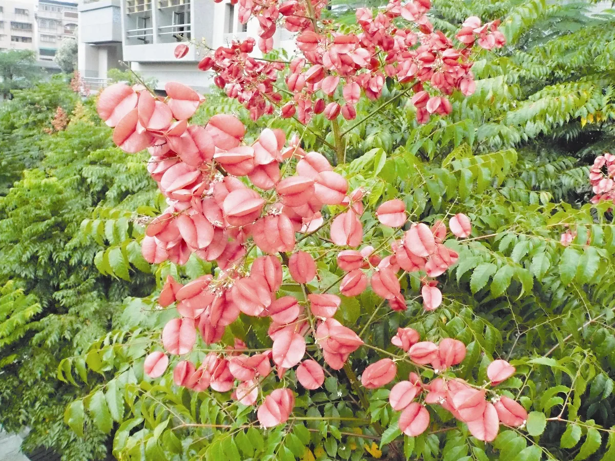台灣欒樹