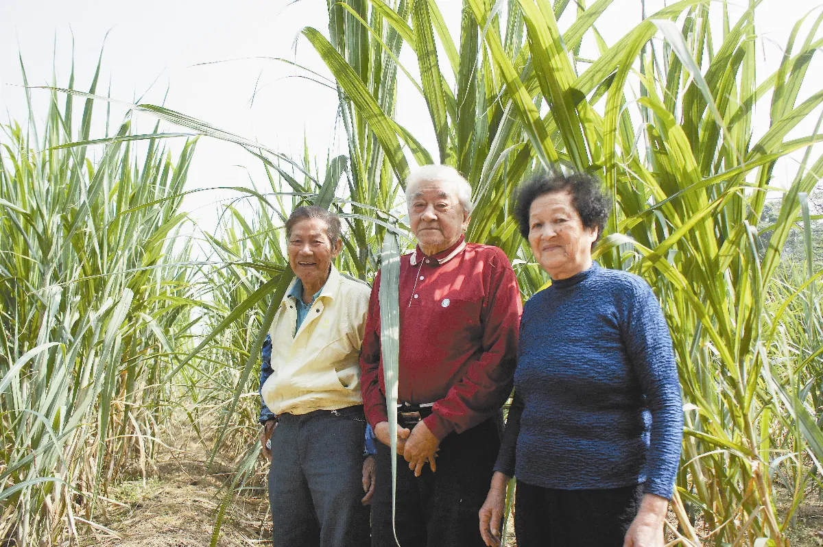 老農感情甜 種甘蔗憶舊
