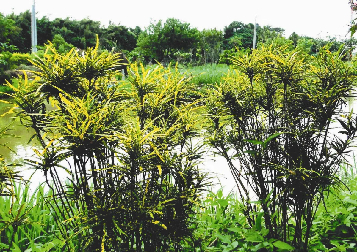 【人間植物禪】幸運和幸福