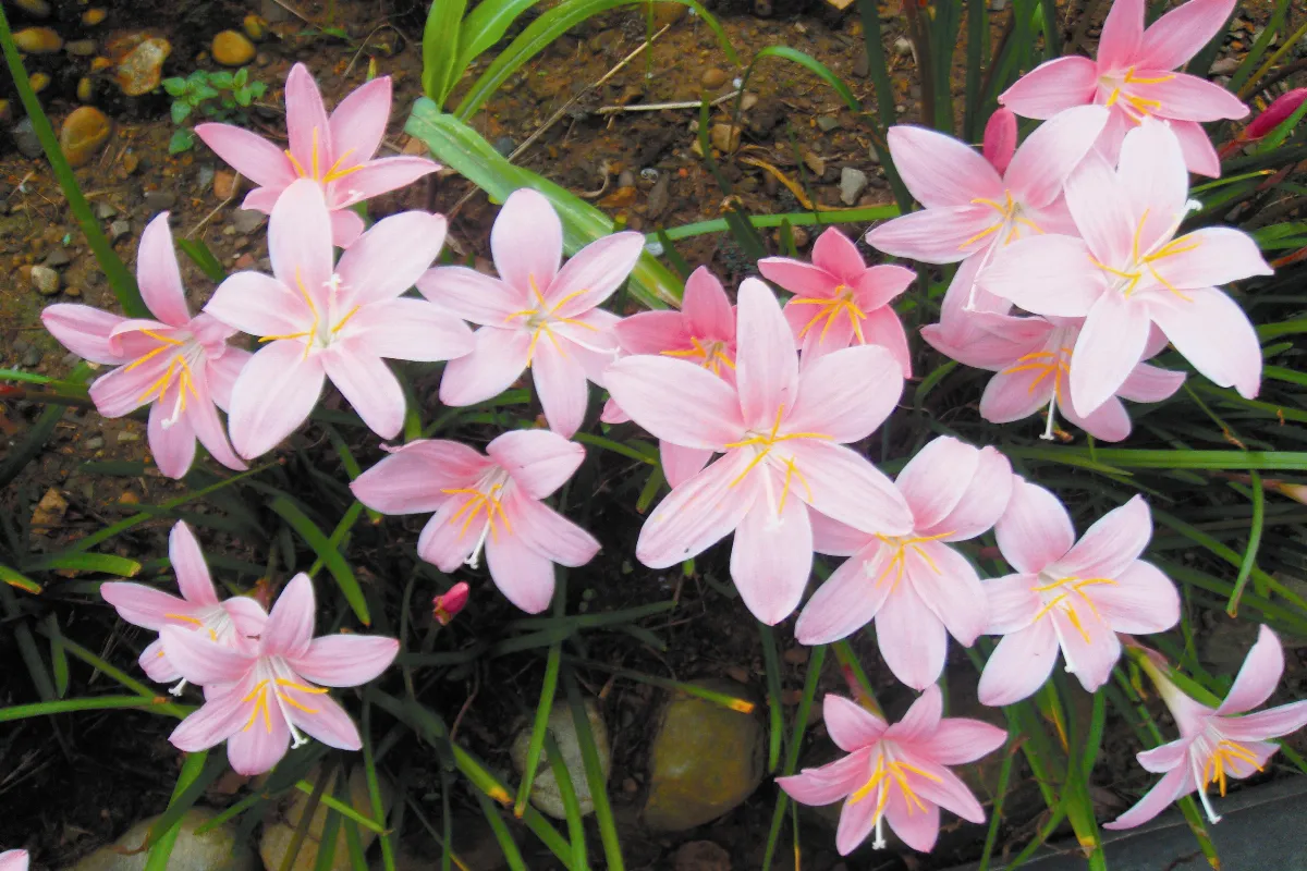 【花花世界】 鼓舞人心 風雨蘭