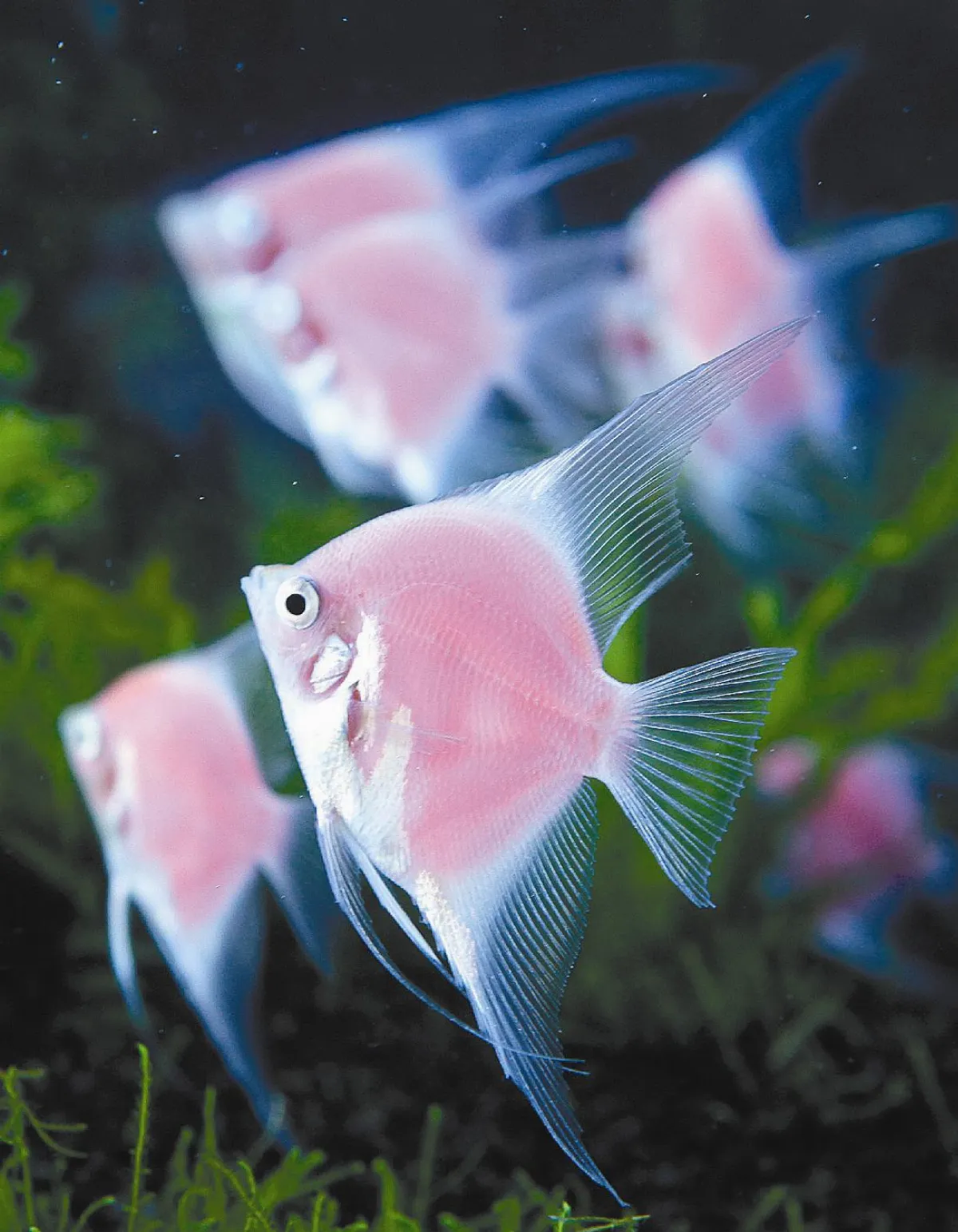 新種神仙魚 粉紅又螢光