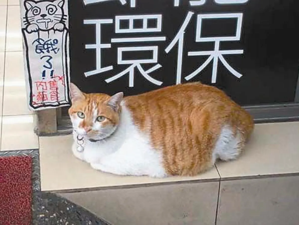 【感動的角落】  幸福的流浪貓