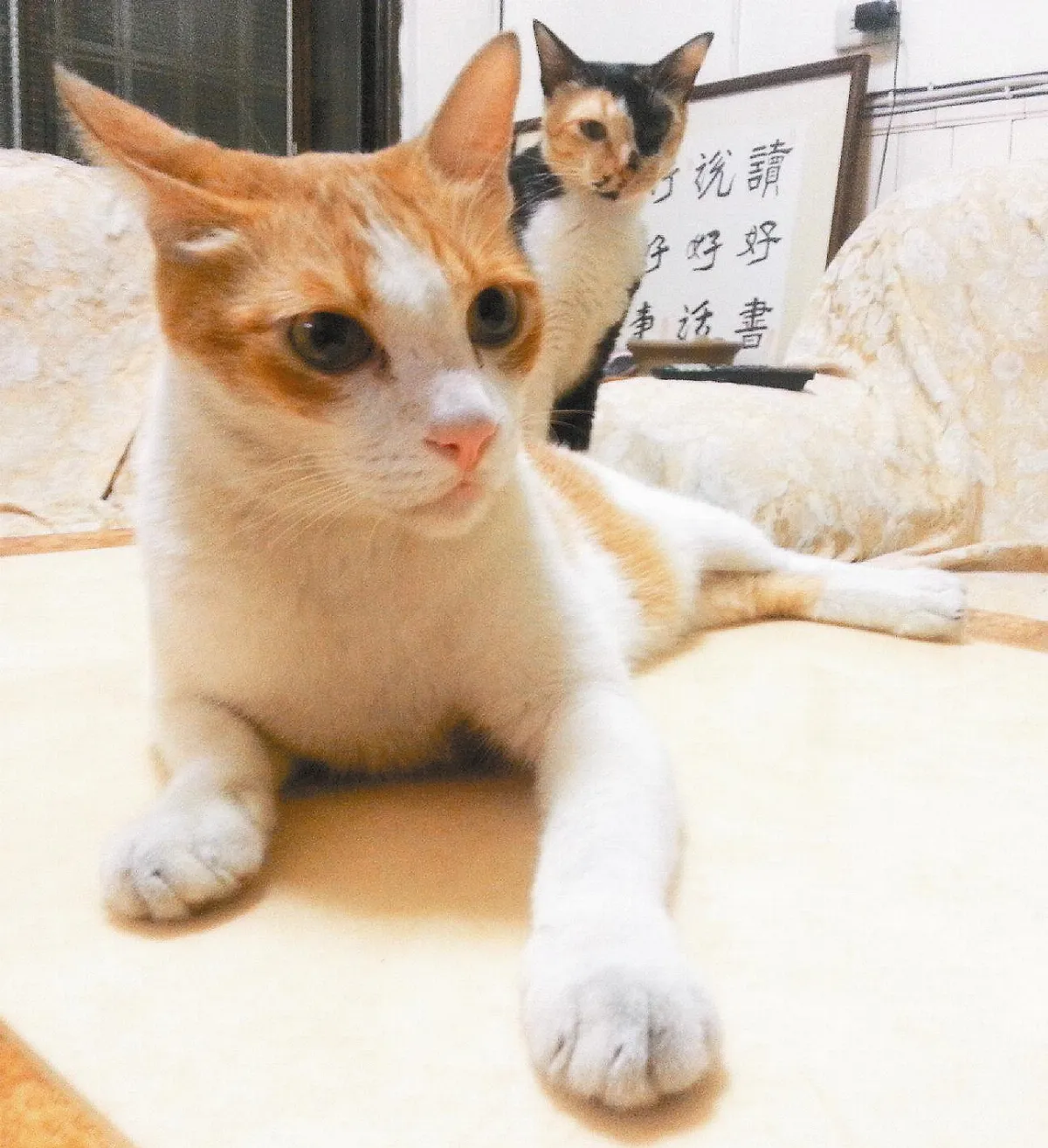 她愛狗 他救貓 倆人結連理