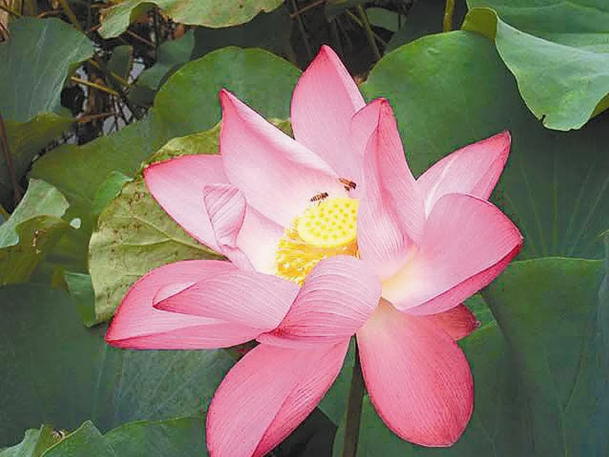 【生活快門】      花開便是美