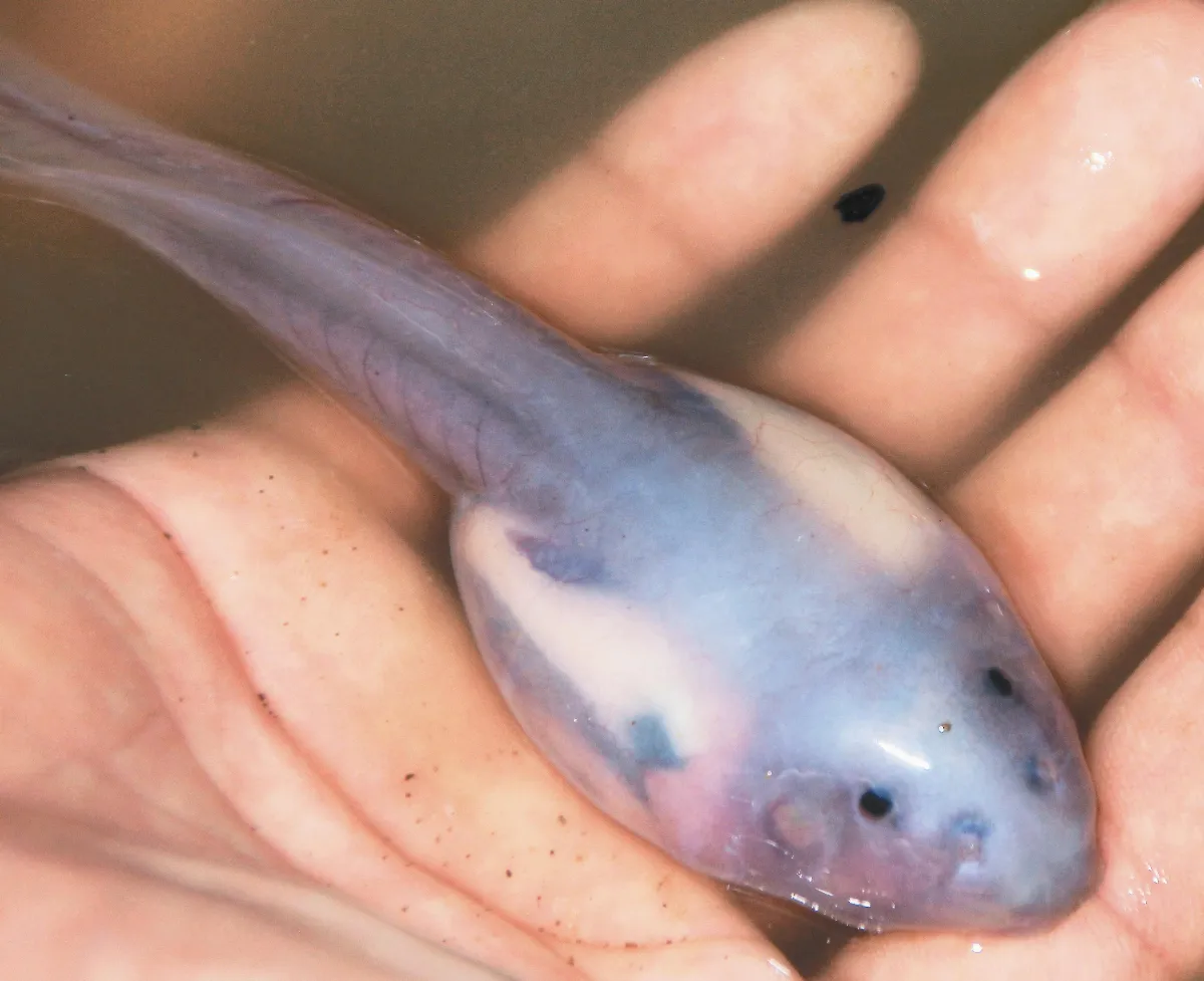 罕見透明魚 現身四川
