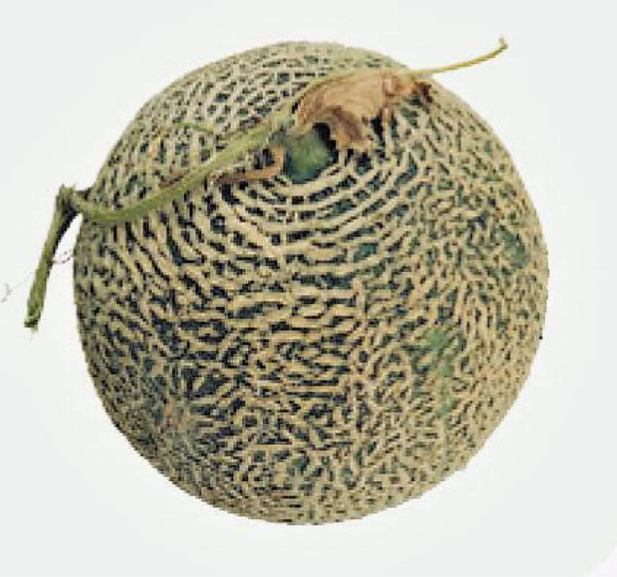 改善濕疹  —  10  招飲食一點通