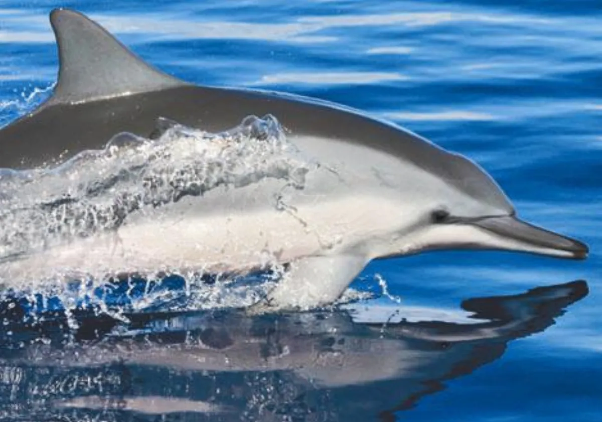 優質電視選  海洋奇遇記︰飛旋海豚