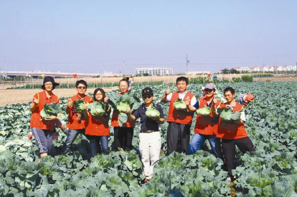 高麗菜大跌 農民叫苦體恤菜農 台糖助採促銷