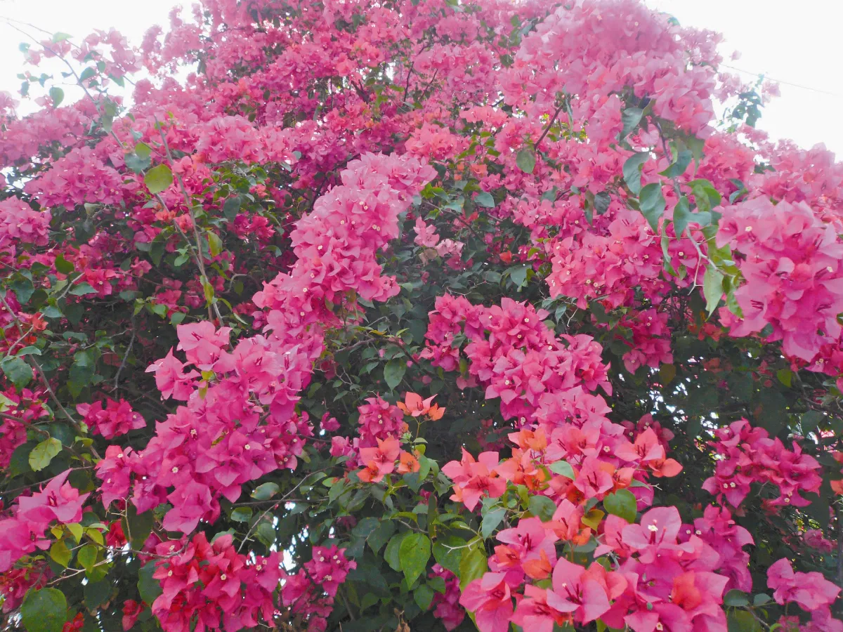 一花一世界  繁花似錦