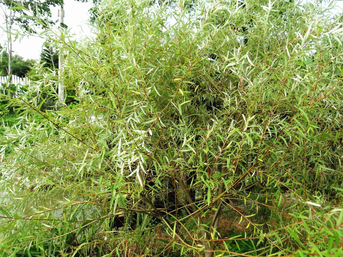 【人間植物禪】有心無心之間