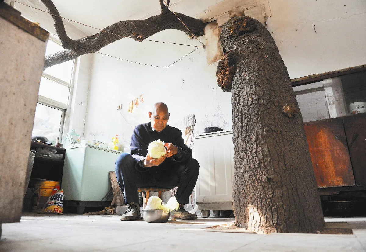 老人老樹 同居38年