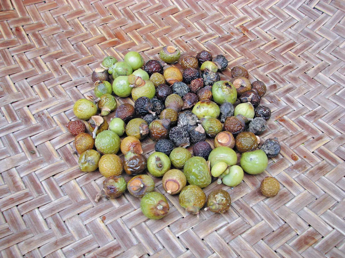 【物盡其用】無患子 天然洗潔精