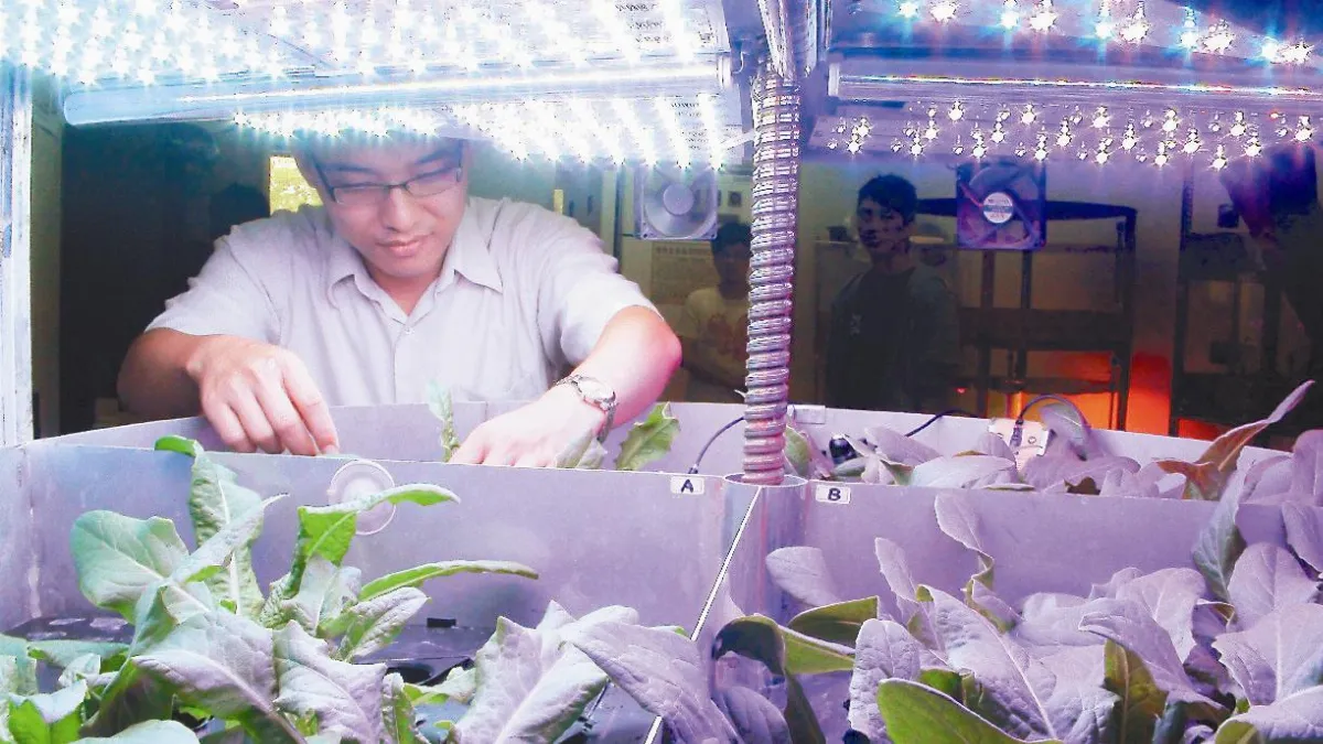25至30天就可收成屏科大研發 家栽蔬菜裝置