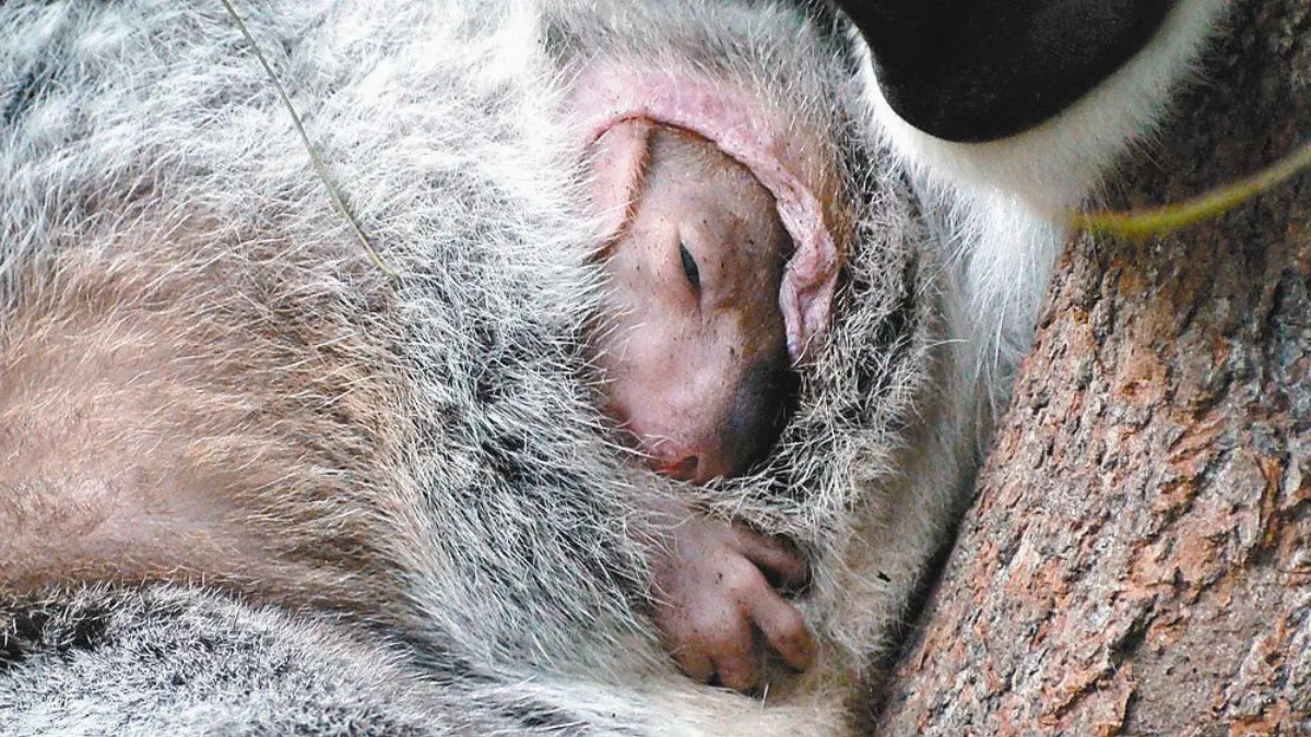 助無尾熊安心長大動物園打造育嬰房