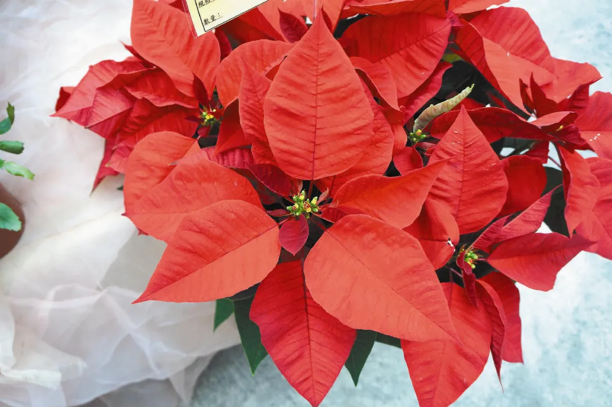 聖誕紅 新花怒放