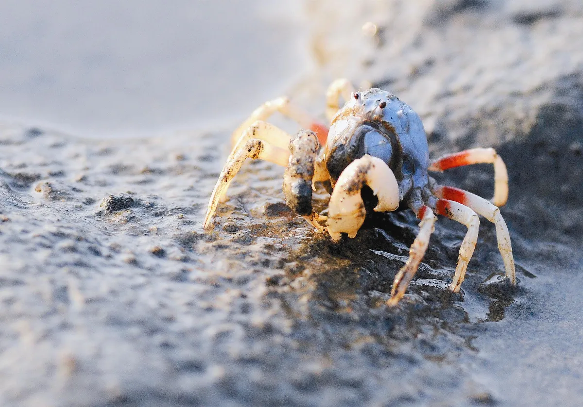 短指和尚蟹  氣勢決勝負