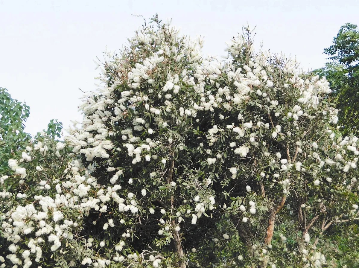 【人間植物禪】十月之雪