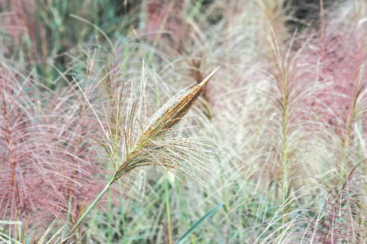 【生活快門】  俏皮芒草