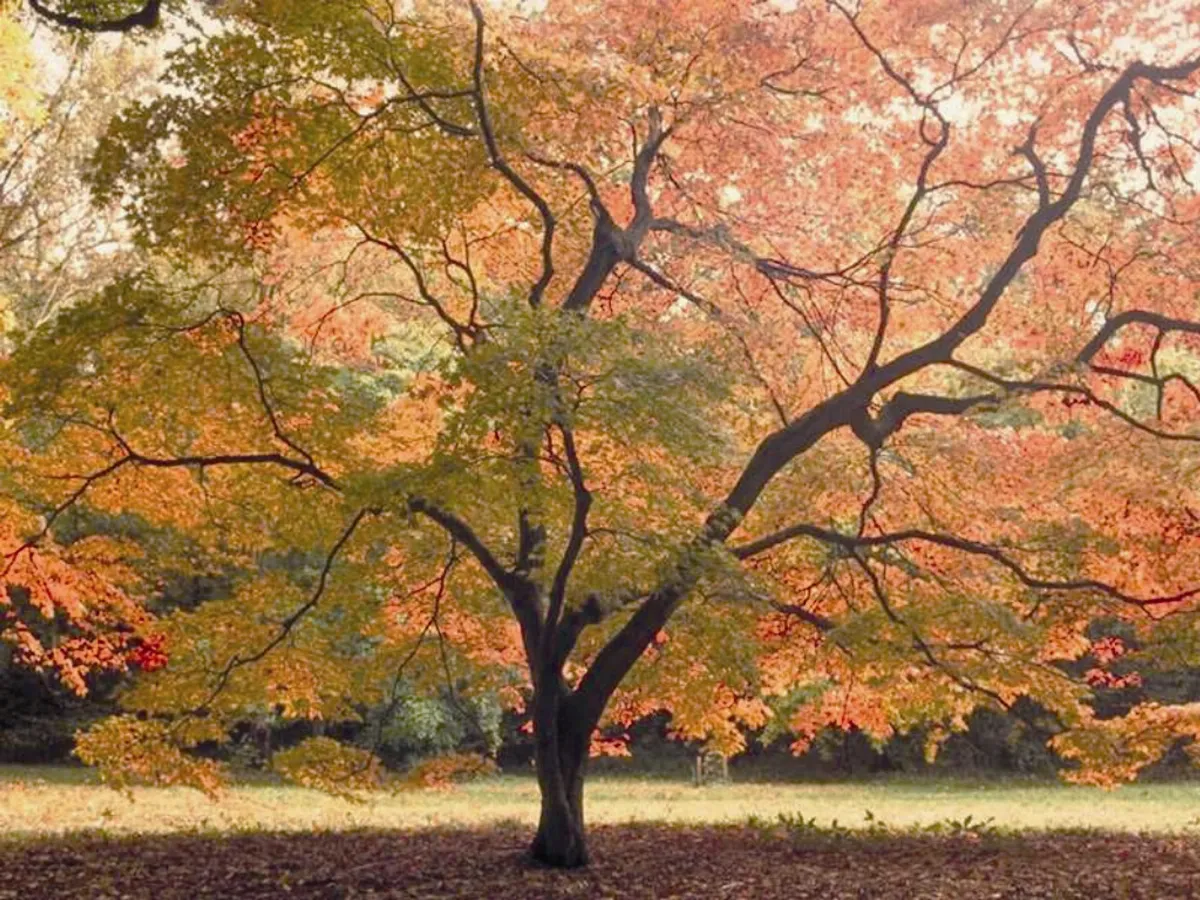 全台賞楓景遍地楓紅似野火