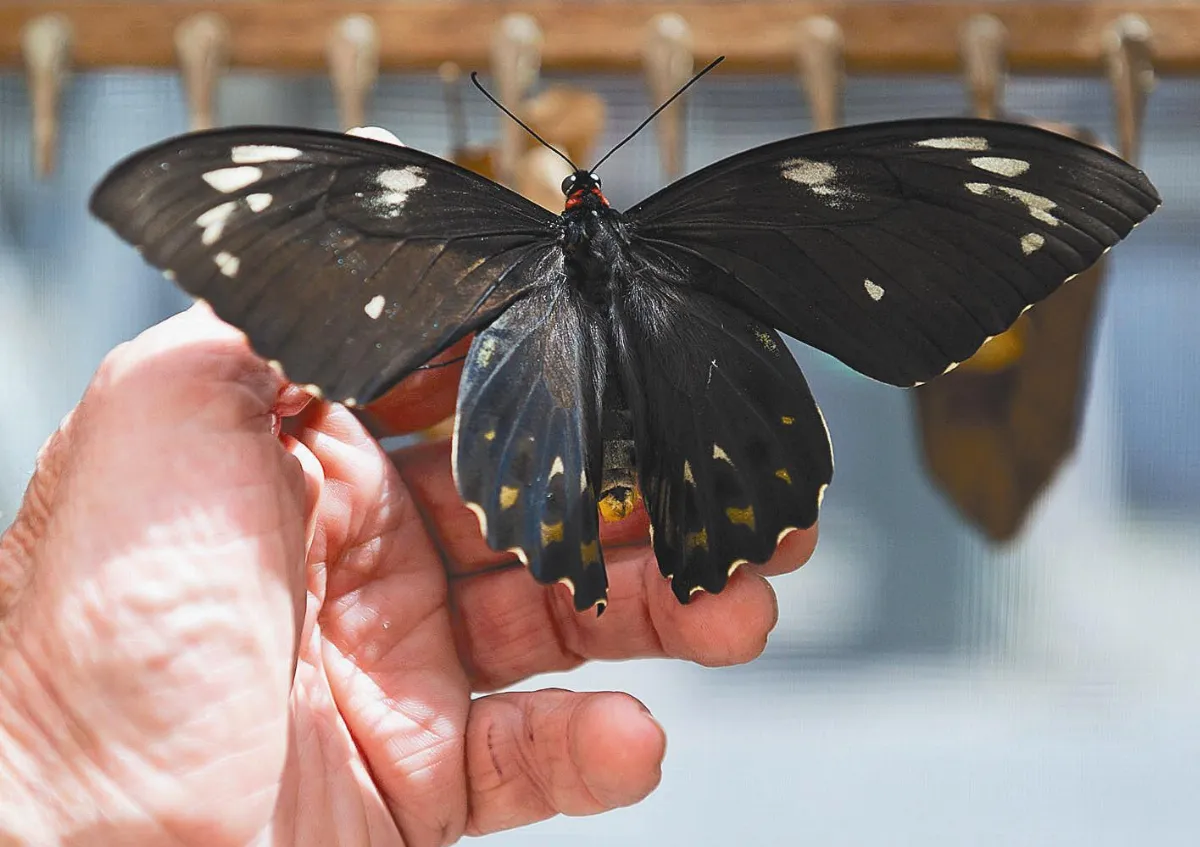 【世界動物短訊】   澳洲  展示最大蝴蝶