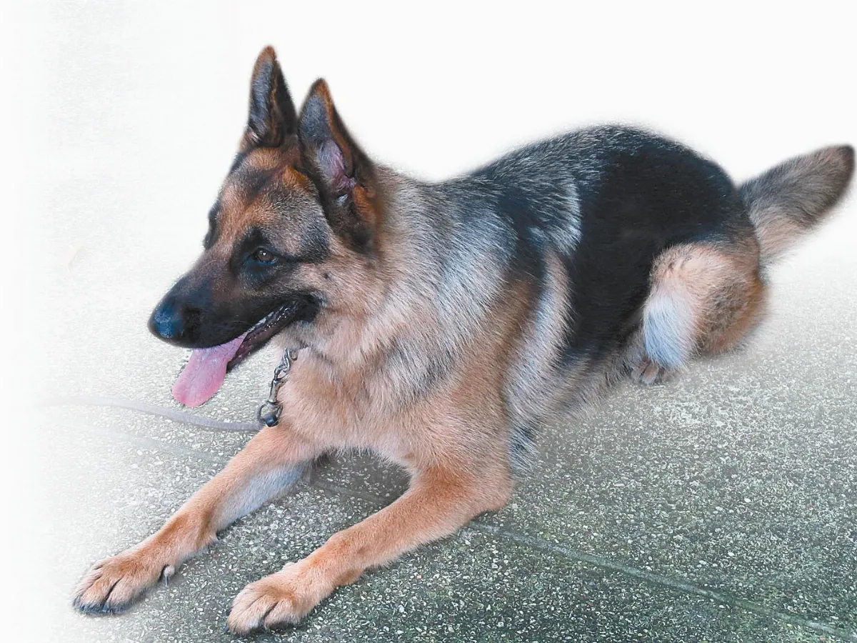 狼犬又勇猛又貼心