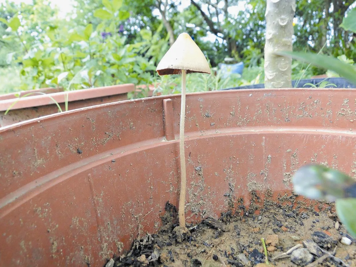 【人間植物禪】最美的路燈