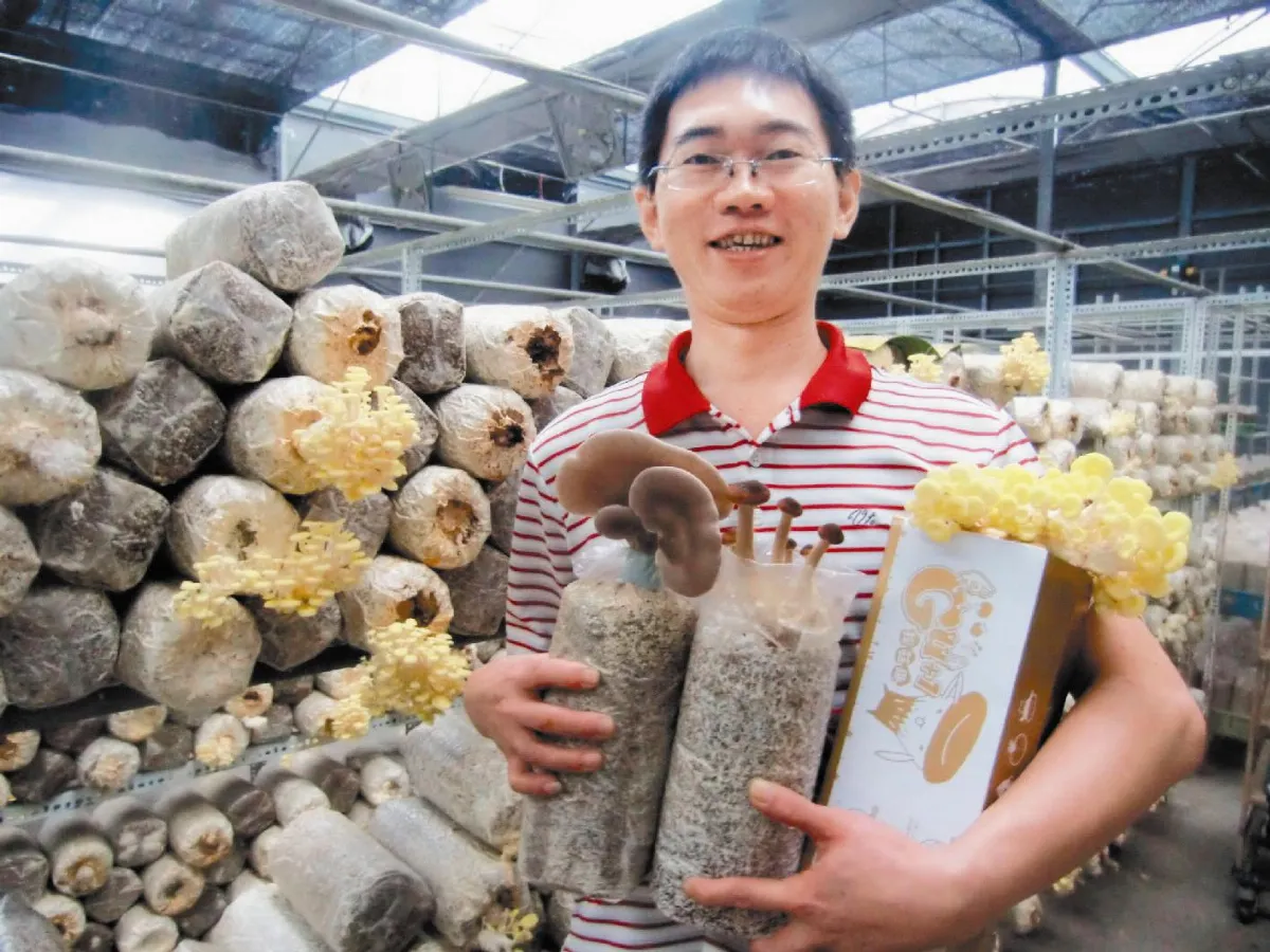 辦公室種菇可吃又解憂